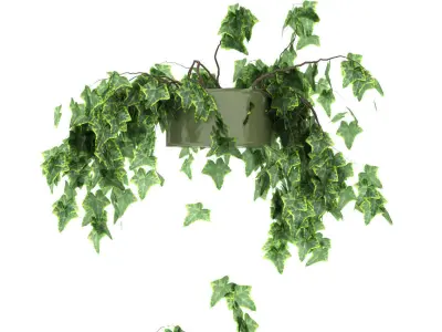 Ivy in pot 9 models 3D model