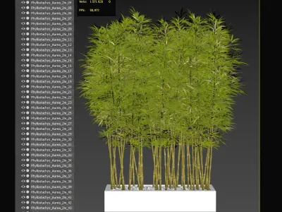 Bamboo Phyllostachys Aurea in a flowerpot 3D model