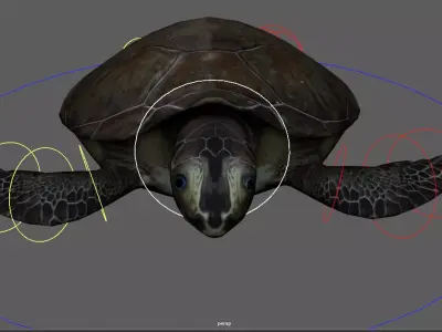 Turtle Rig Low-poly 3D model