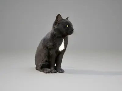 Cat Black Animated UNREAL project  Maya base rig 3D model