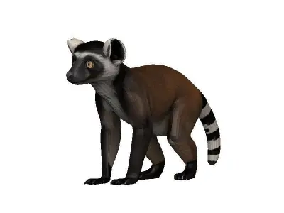 Lemur Low-poly 3D model