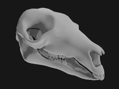 Kangaroo skull 3D model
