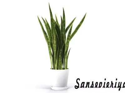 Sansevieria snake plant 3D model