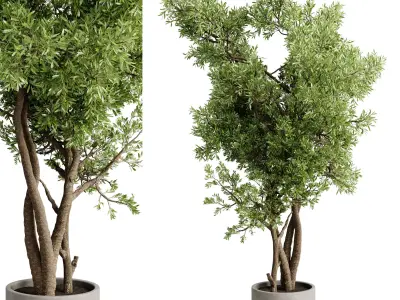 Tree Branch palnt - set indoor plant 681  3D model