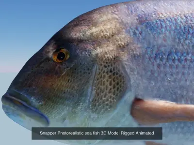  Collection of 5 photorealistic fishes animated