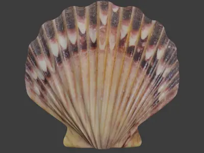 Seashell 3D model