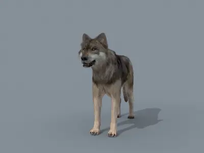 My Wolf - 3d animated wolf model Low-poly 3D model