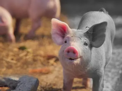 Piggy Blender VFX 3D model   3D model