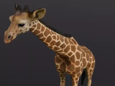 Giraffe 3D Model  Low-poly 3D model