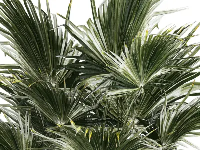 Beautiful Fan Palm In A Flower Pot For Decoration 1274 3D model