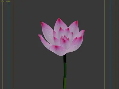  Lotus flower 3D model