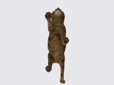 Cat High poly 3D model