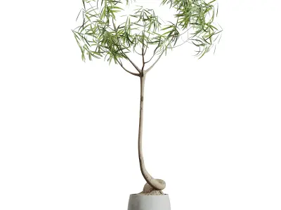 AV HousePlants Japandi Minimalism Ficus Dracaena Marginata19 3D model