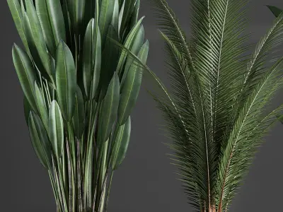 Collection Exotic plants 360 3D model