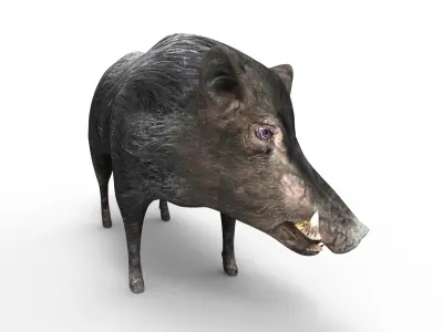 Black Wild Boar Rigged and Animated 3D Models Low-poly 3D model