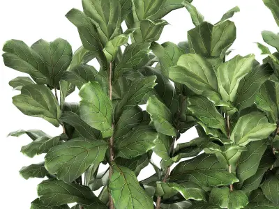 Ficus lyrata trees in a pot for the interior 863 3D model