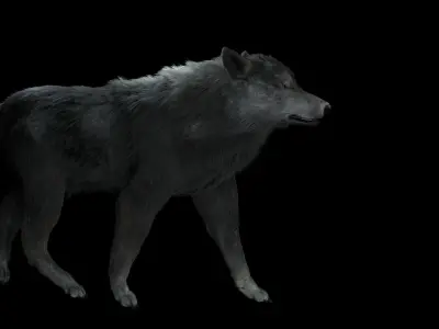 Grey wolf rigged and animated and polar light 3D model