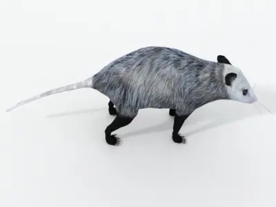 Opossum Low-poly 3D model