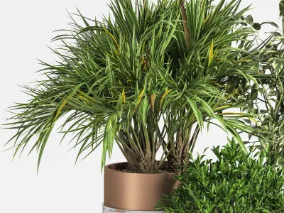 Indoor Plant Set 16 3D model