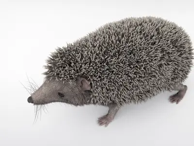 Hedgehog 3D model