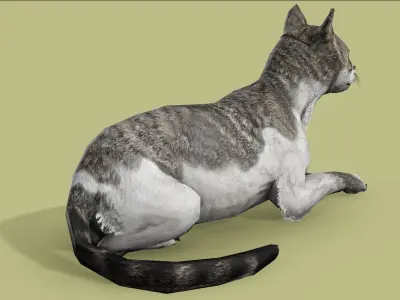 REALISTIC CAT RIGGED ANIMATED 5 Low-poly 3D model