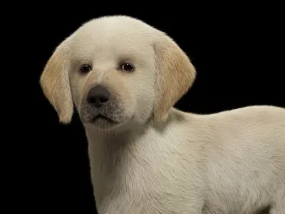 Realistic Labrador Puppy Baby 3D model