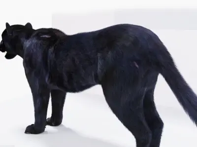 Realistic Fur Panther 02 3D Model NO RIG Low-poly 3D model