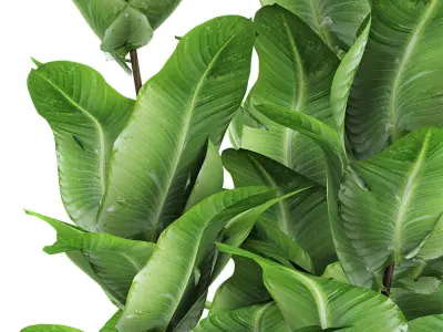 Plant in Pot Flowerpot Exotic Plant 3D model 3