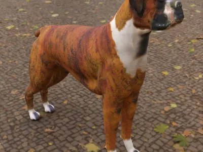 Boxer - 3D Dog Low-poly 3D model