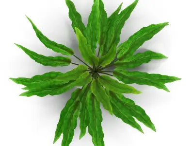 Criptocorine plant 3D model