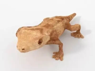 Crested Gecko Low-poly 3D model