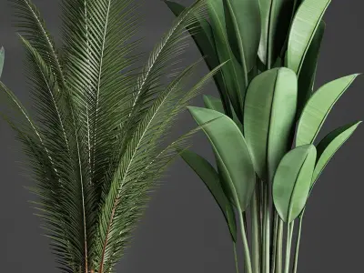 Collection Exotic plants 360 3D model