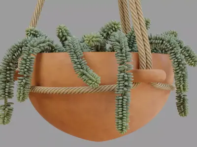 Burros tail succulent and Hanging ceramic planter 3D model