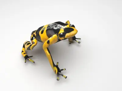 Yellow and Black Poison Dart Frog 3D model