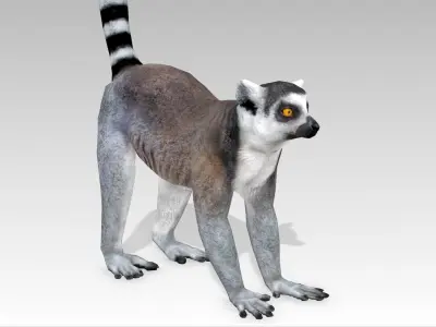 Ring-tailed lemur Low-poly 3D model