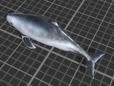 Harbour porpoise Low-poly 3D model