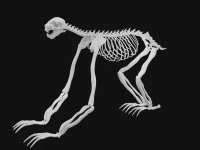 Sloth skeleton 3D model