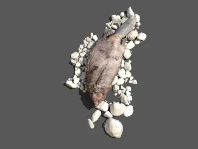 Dead beaver on river bank Low-poly 3D model
