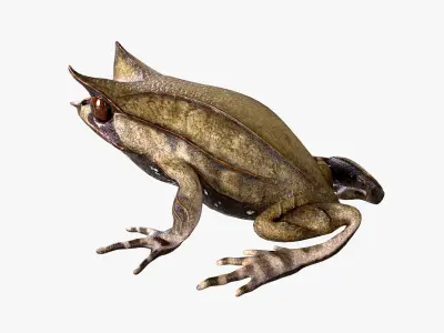 Malayan Leaf frog Low-poly 3D model