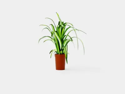 Chlorophytum varigata Low-poly 3D model
