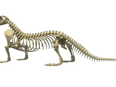 Komodo Dragon Skeleton 3D model