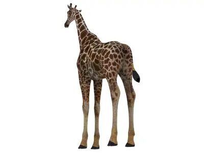 giraffe 3D model 8