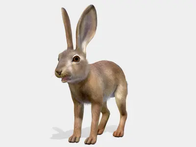 Hare - Young Low-poly 3D model