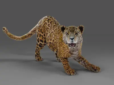 Fur Jaguar V02 Panther Rigged in Blender Low-poly 3D model