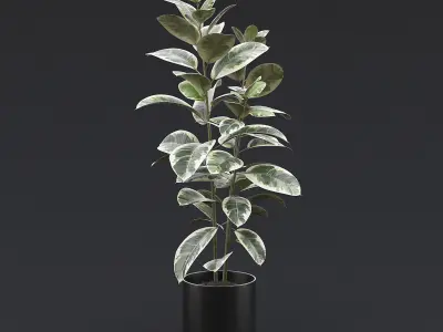 Rubber Plant I 3D model