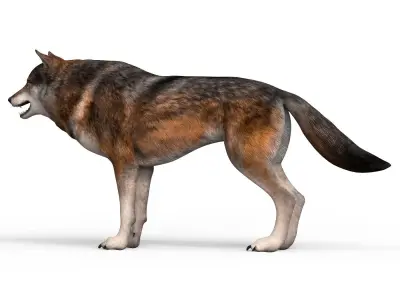 Realistic Wolf 3D model