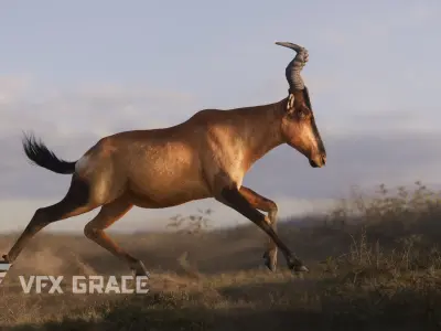 Buselaphus  VFX Grace 3D model