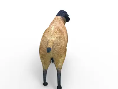 3D Sheep Rigged low poly  Low-poly 3D model