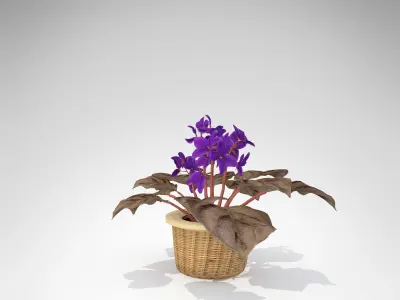 XfrogPlants African Violet 3D model