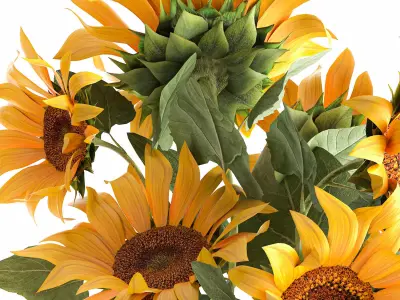 Sunflowers in a  flowerpot for the interior 1020 3D model